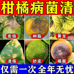 柑橘病菌清桔子树黄化病专用药黄龙黄叶疮痂卷叶病全治果树杀菌剂