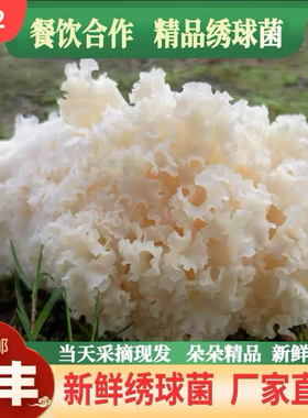 新鲜绣球菌2斤装火锅煲汤食材精品绣球菌绣球菇银耳绣球菌新鲜
