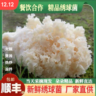 新鲜绣球菌2斤装 火锅煲汤食材精品绣球菌绣球菇银耳绣球菌新鲜