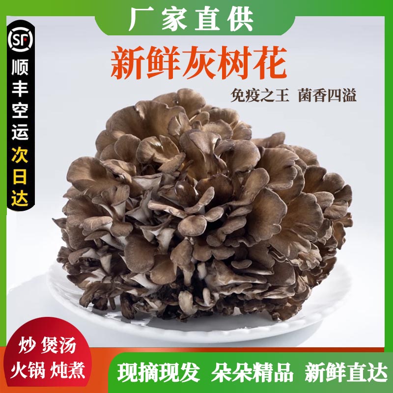 新鲜灰树花煲汤火锅特色餐饮食材