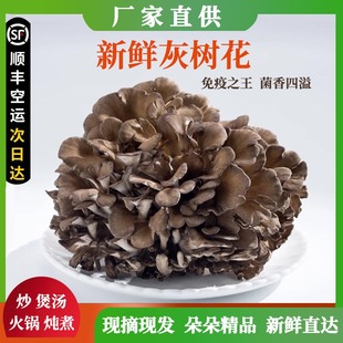 新鲜灰树花新鲜舞茸特色食材煲汤火锅蘑菇新鲜灰树花现摘顺丰发货