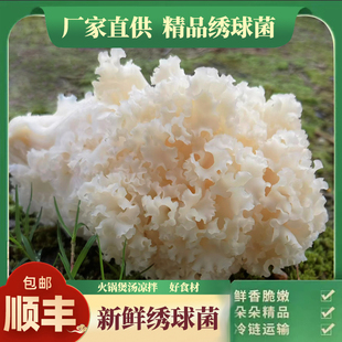 火锅煲汤食材精品绣球菌绣球菇银耳绣球菌新鲜 新鲜绣球菌2斤装