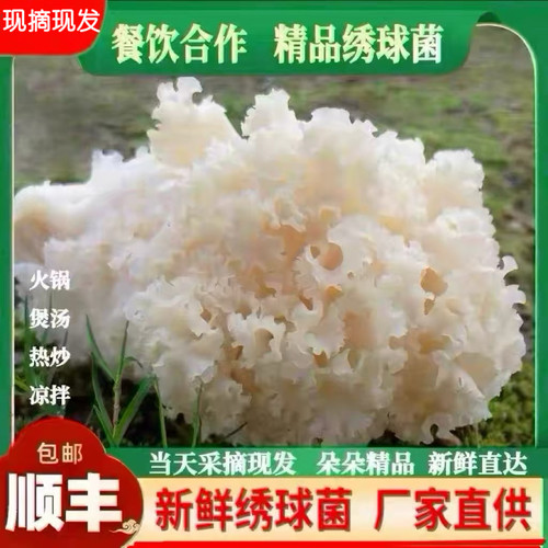 新鲜绣球菌精品绣球菌火锅食材