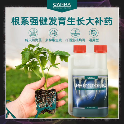 CANNA强健根系生长盆景适用高端