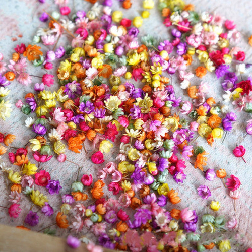 140PCS Real Dried Flowers Brazil Little Star Flower for DIY