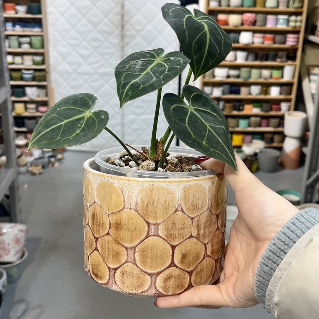 高11口12,鲜花速递/花卉仿真/绿植园艺,花盆,淘宝优惠券,粉丝福利购,淘宝优惠卷