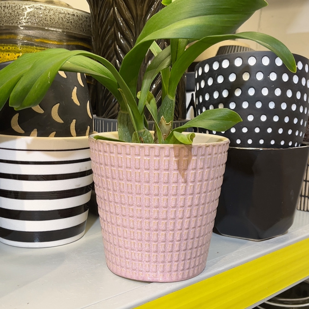 高12.5口12,鲜花速递/花卉仿真/绿植园艺,花盆,淘宝优惠券,粉丝福利购,淘宝优惠卷