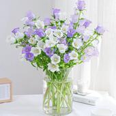 风铃花铃铛花家庭生活鲜切花昆明基地直发