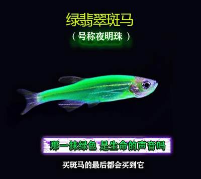 冷水鱼冬天不加温好养淡水小活鱼观赏鱼小型耐活金鱼苗自养耐低温