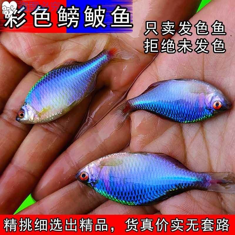 七彩旁皮鱼宠物鱼容易养小型冷水鳑波鱼好养易活客厅观赏