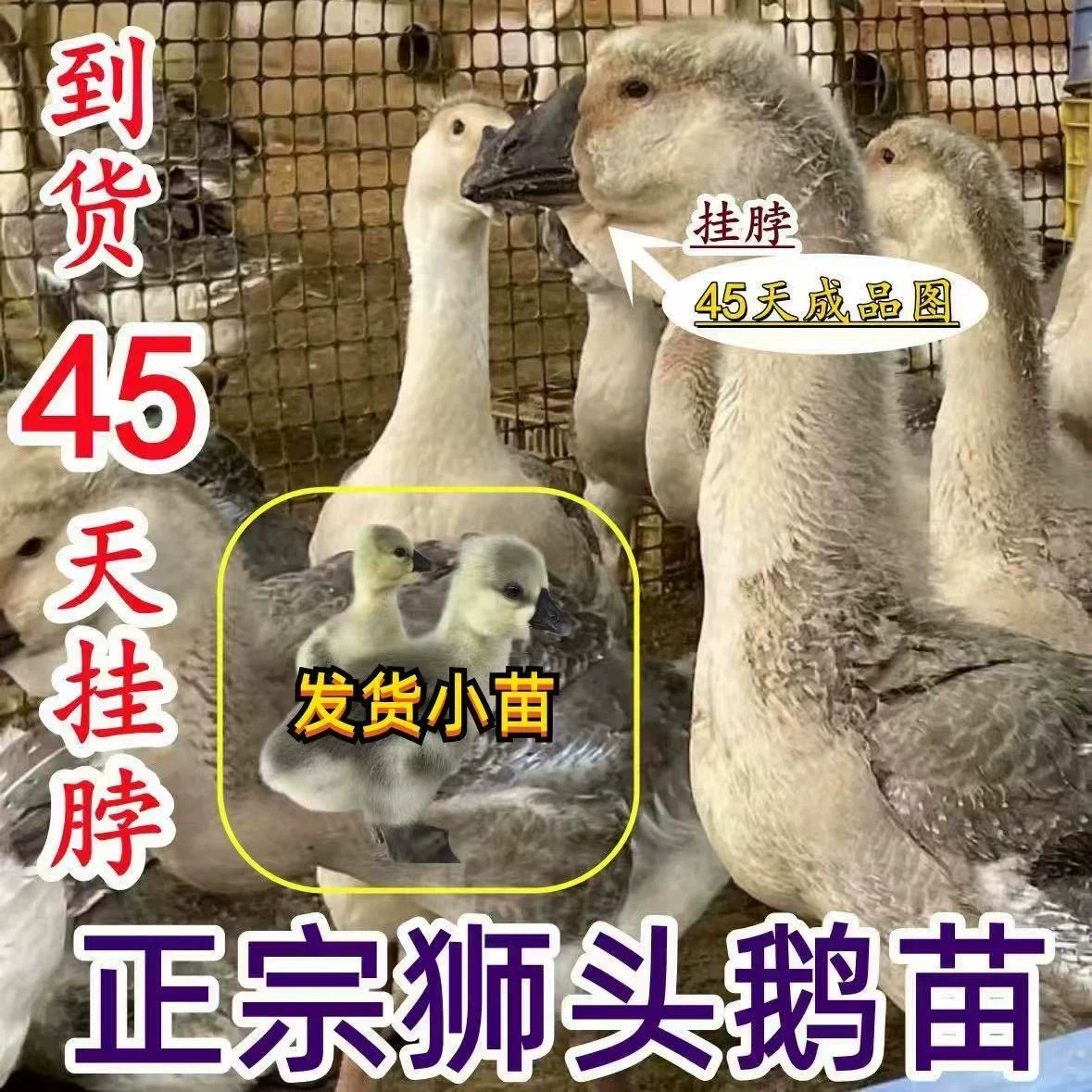 (10只装)正宗纯种灰狮头鹅看家鹅特大观赏鹅农家散养【宠物鸭】