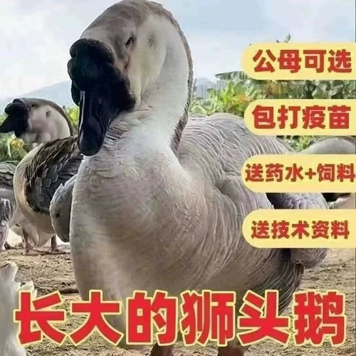 （15只装）正宗纯种灰狮头鹅看家鹅特大观赏鹅农家散养【宠物鸭】