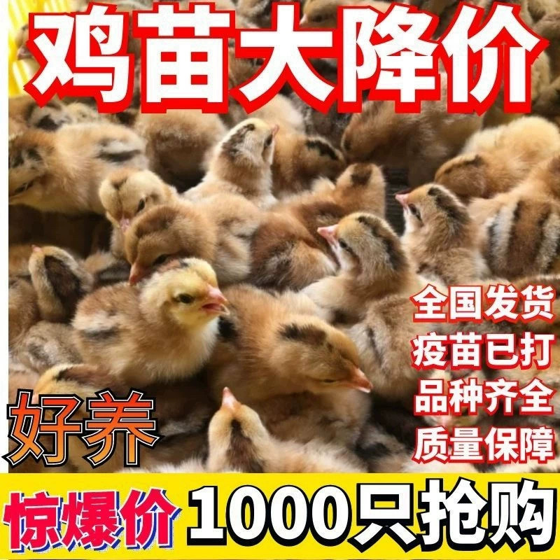 可爱小黄鸡活体幼鸡疫苗齐全路损保障新手易养成年鸡5-6斤#包邮2