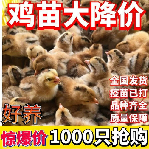 （50只装）正宗纯种麻鸡黄脚小鸡五黑青脚麻羽鸡散养【宠物鸡】6