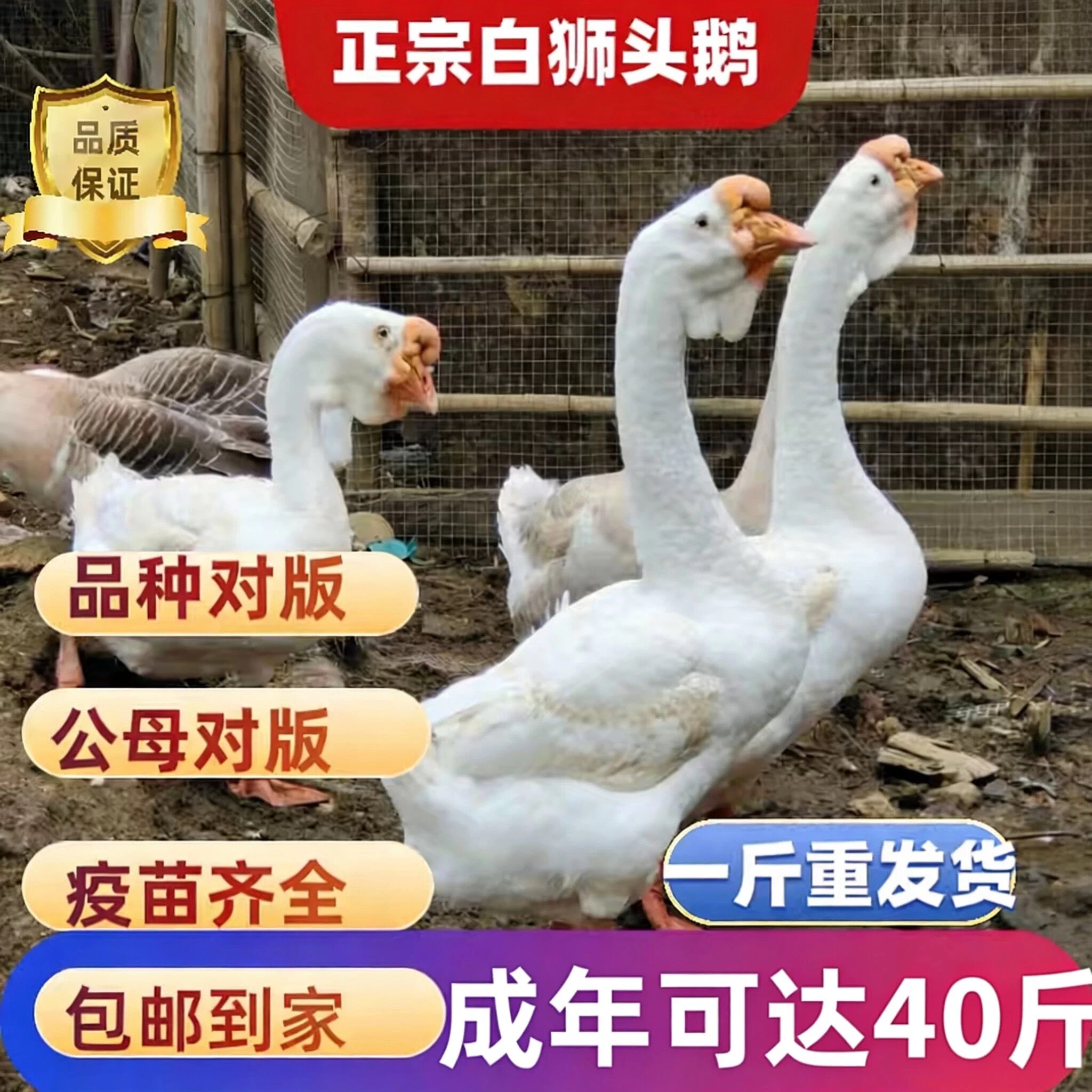 （6只装）正宗纯种白狮头鹅看家鹅特大观赏鹅农家散养【宠物鸭16