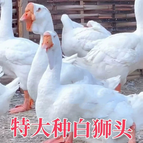 （10只装）正宗纯种白狮头鹅看家鹅特大观赏鹅农家散养【宠物鸭】