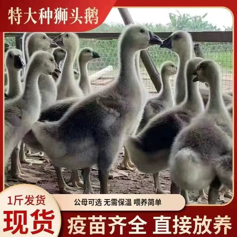 （6只装）正宗纯种灰狮头鹅看家鹅特大观赏鹅农家散养【宠物鸭】8