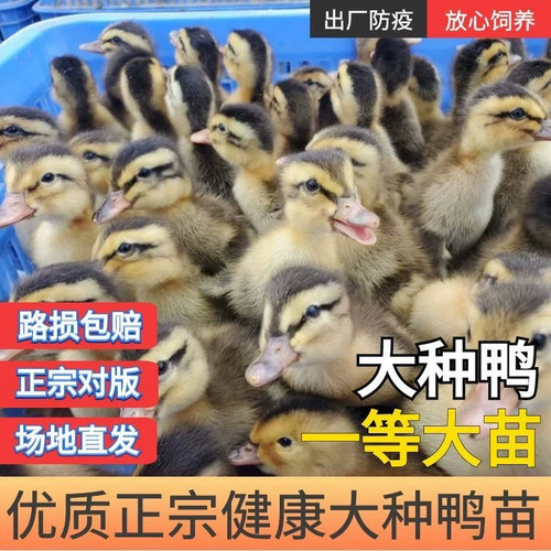 小鸭子高产蛋麻鸭大种番鸭青头鸭水鸭旱鸭肉鸭土鸭宠物鸭