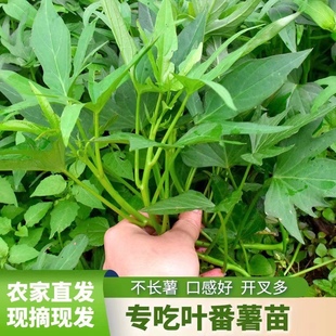 食叶型红薯苗广西专吃叶子的地瓜叶红苕食用番薯种植苗秧龟兔子粮