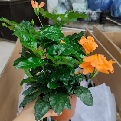 鸟尾花盆栽带花苞火凤凰阳台庭院耐热耐晒四季开花多年生木本植物