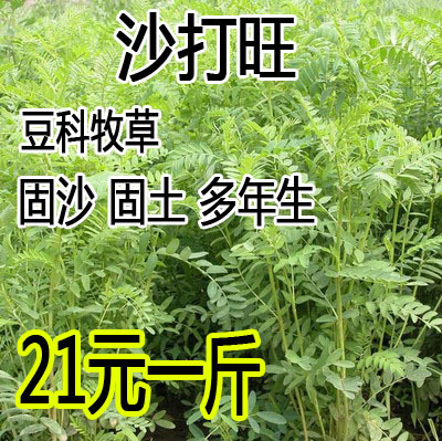 沙打旺种子多年生牧草绿肥护坡