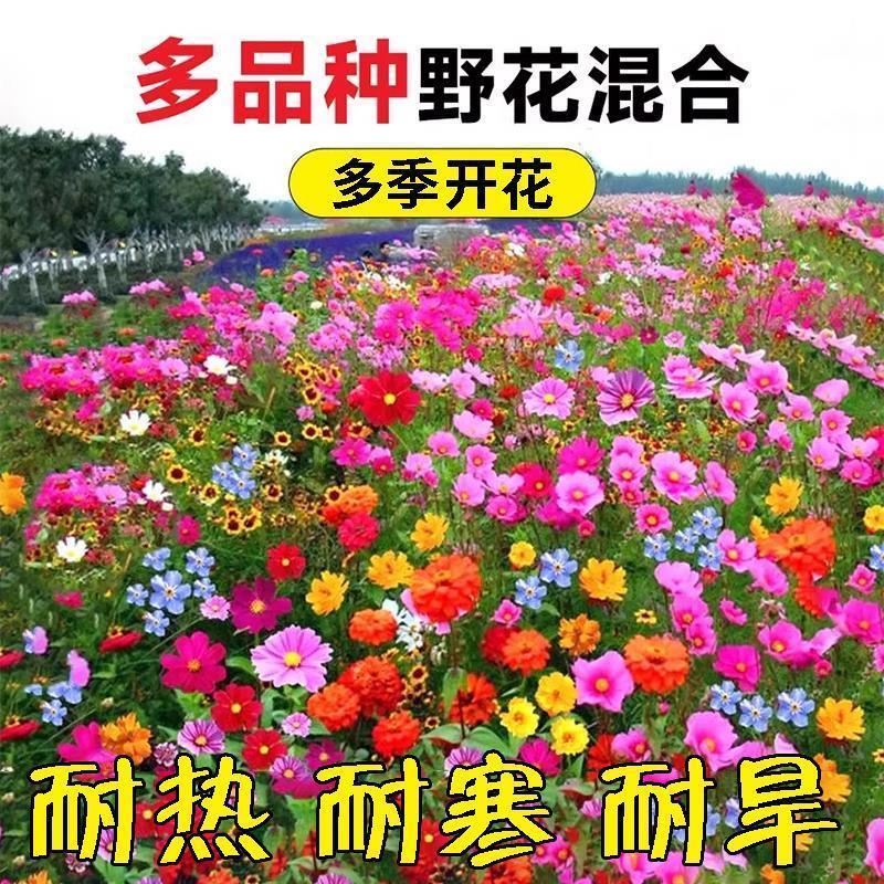 耐寒花种野组合子易四季不