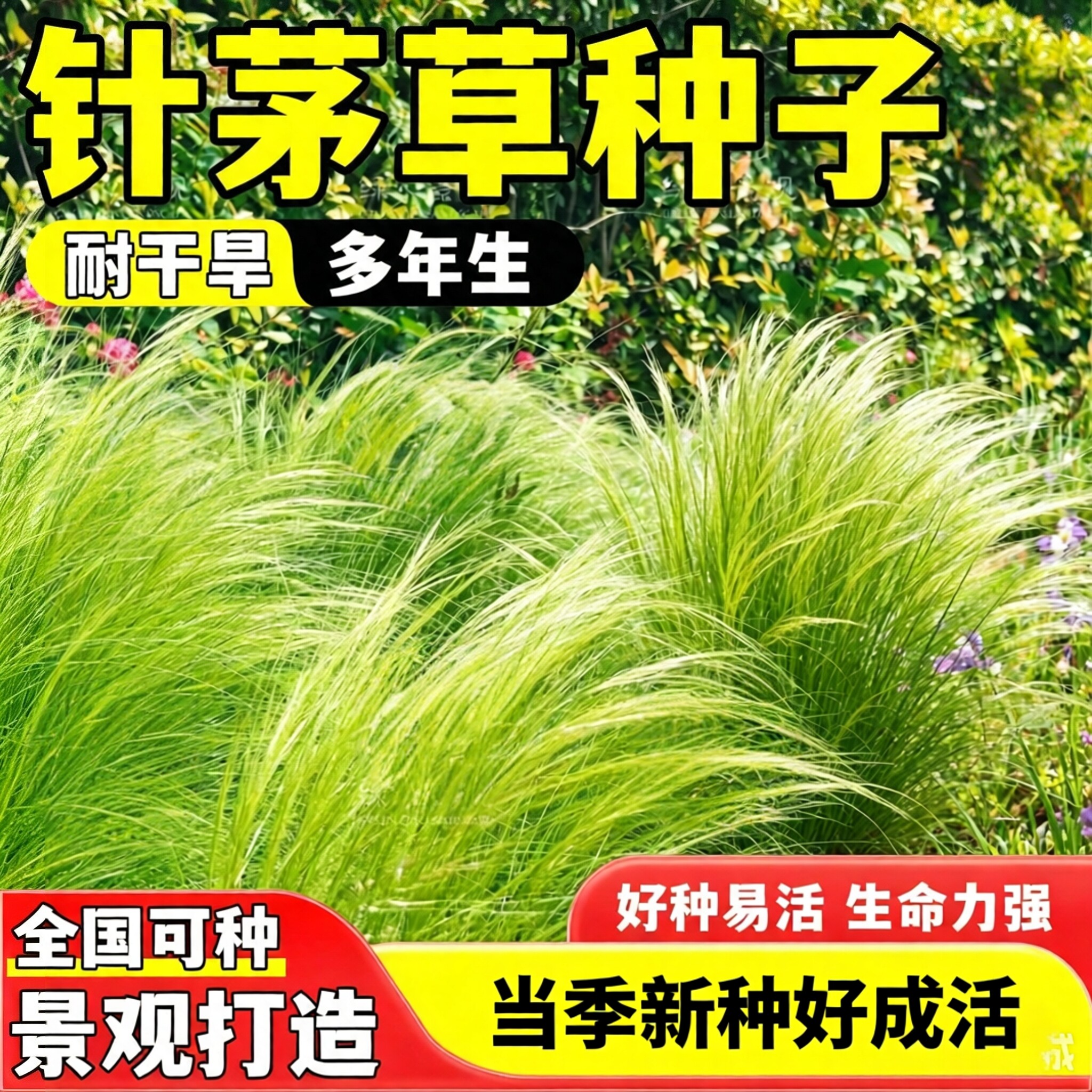 针茅草种子细茎针茅草籽耐寒耐旱庭院花园乡村室外花坛造景观赏草