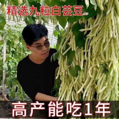 【摘不败】九粒白芸豆种子早