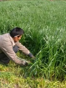 进口耐寒牧草种子多年生黑麦草种子四季常青鸡鸭鹅猪牛羊鱼草种籽