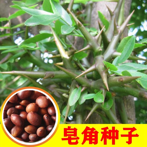 大皂角种子长刺大皂角种子