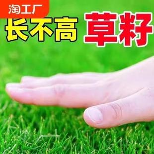 草坪草籽护坡固土四季常青黑麦草种子耐寒耐旱绿化工程狗牙根草籽