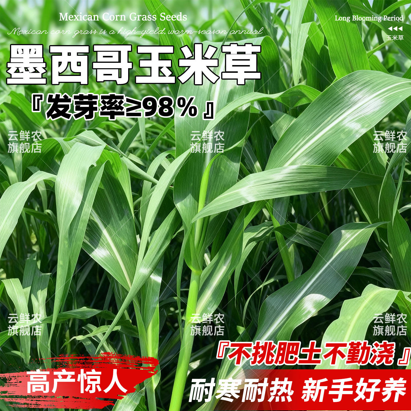 墨西哥玉米草种籽进口高丹苏丹草四季高产鸡鸭鹅牛羊鱼草牧草种子,鲜花速递/花卉仿真/绿植园艺,家庭园艺种子,淘宝优惠券,粉丝福利购,淘宝优惠卷