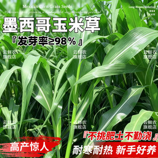 墨西哥玉米草种籽进口高丹苏丹草四季高产鸡鸭鹅牛羊鱼草牧草种子
