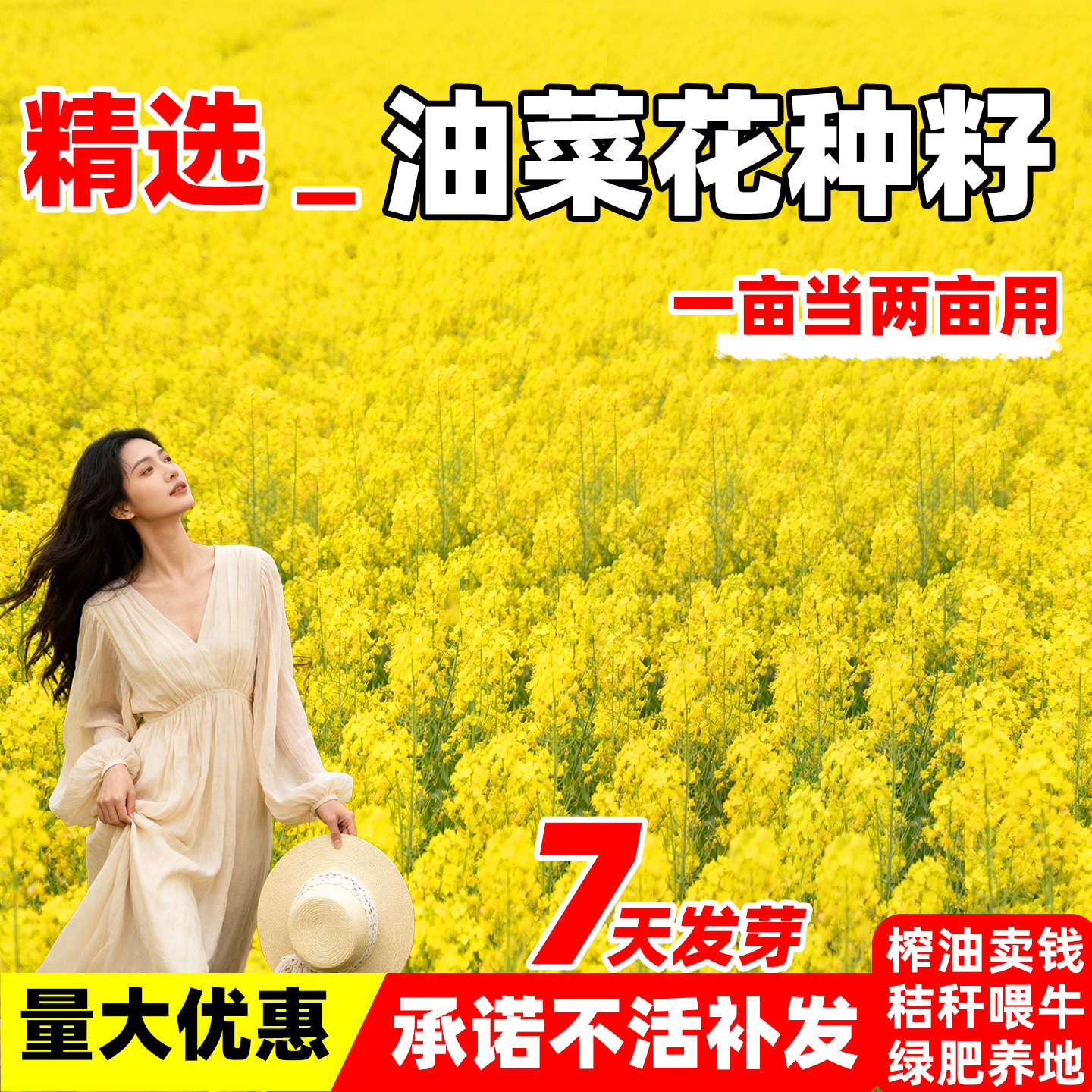 油菜种籽高产榨油菜花籽花海观赏彩色油菜籽矮杆南方北方四季可种