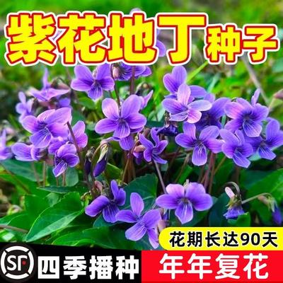 紫花地丁种籽中药材子四季