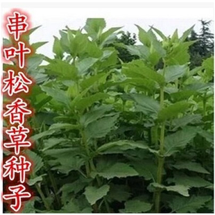 牧草种子串叶松香草种子 牧草种子 牲畜食用 松香草种子