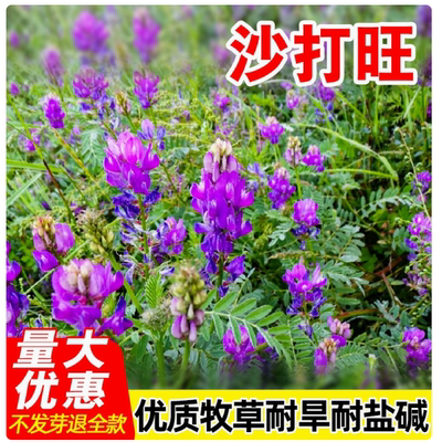 沙打旺种子多年生牧草防固