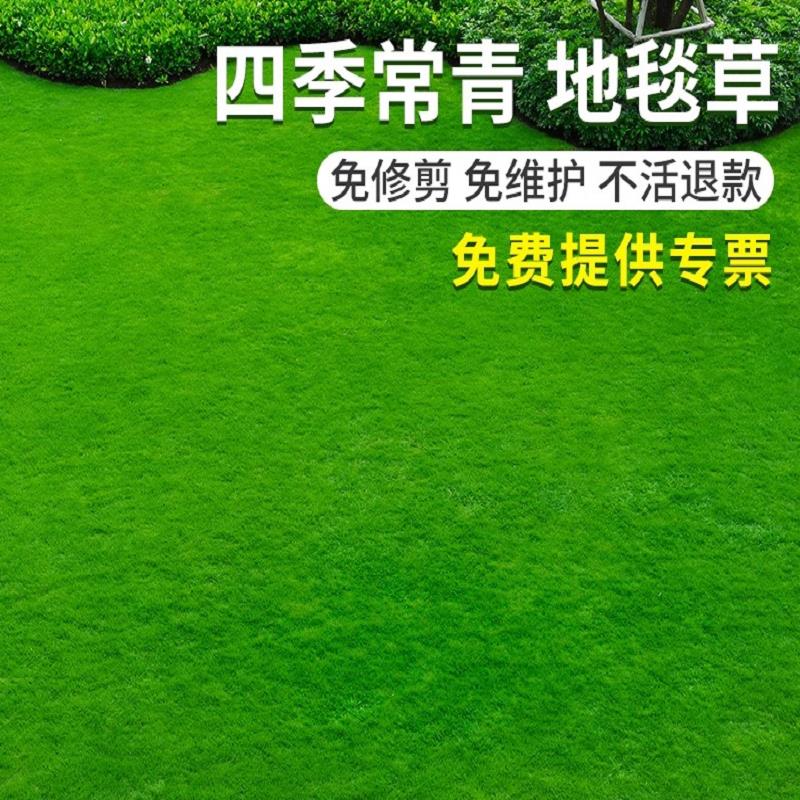 地毯草坪籽四季长青矮生免
