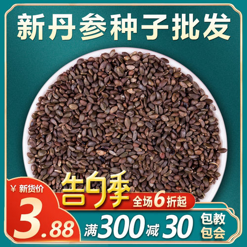 中药材丹参种籽野生特级子