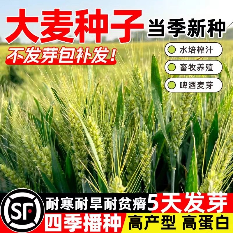 优质大麦种子芽苗菜种子耐寒大麦若叶青汁榨汁四季播猫草牧草种子图片