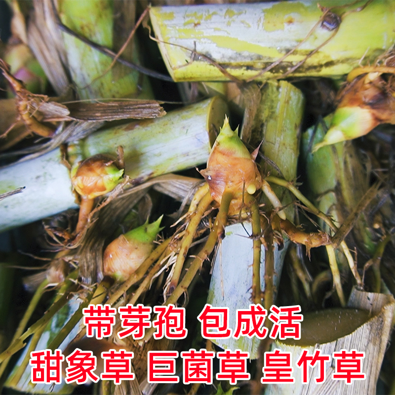 无毛甜象草3号皇竹巨菌金