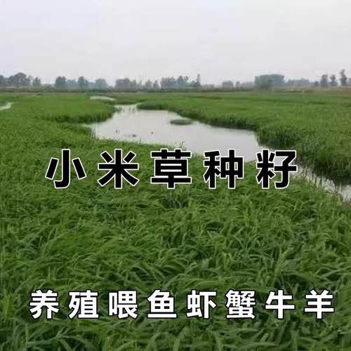 小米草种子湖南稷雀叶稗耐