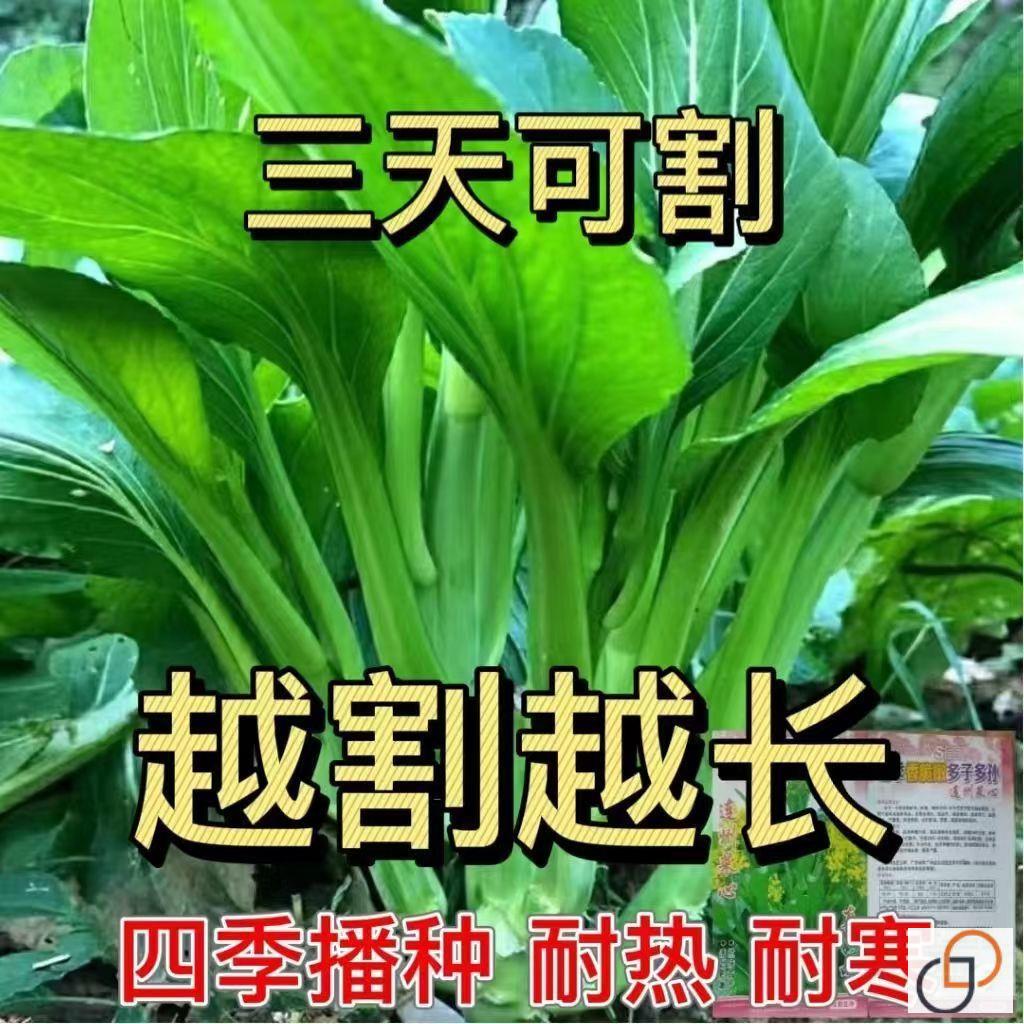 多枝芽菜心种子福甜广东芯苔