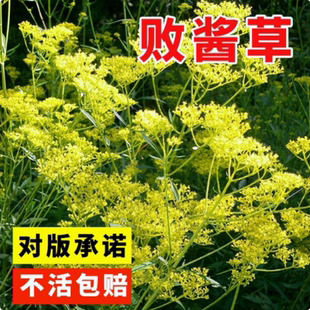 黄花败酱草种子南败酱草苦益菜 苣荬菜苦菜子苦菜苦麻菜种子