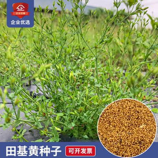 广西农家田基黄种子地耳草干品中草药材田基王农家自晒黄花草