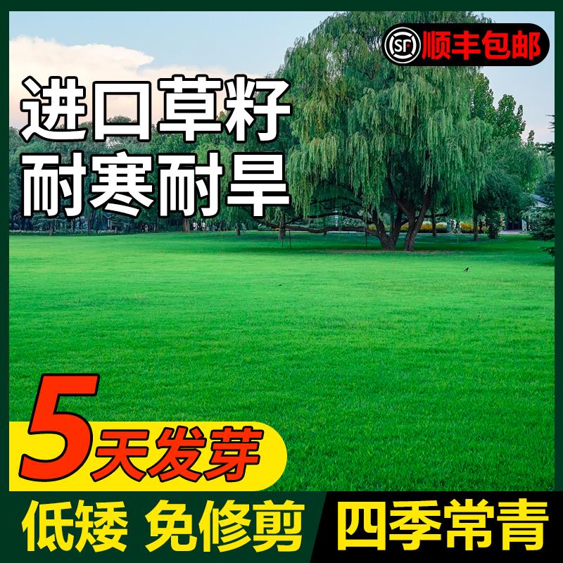 草坪籽四季常青矮生庭院免
