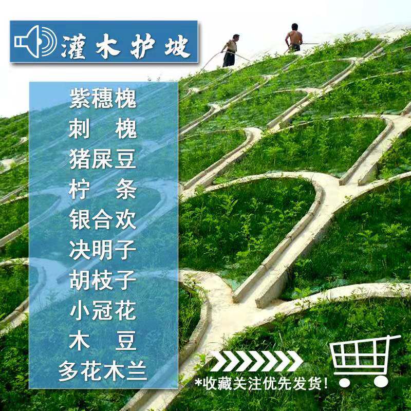 护坡灌木喷播草籽胡枝子紫穗槐小冠花车桑子刺槐银合欢猪屎豆种子 - 实物图