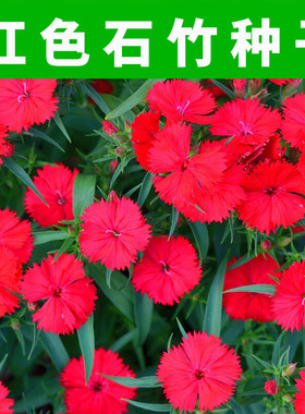 石竹花种子红色五彩四季种易活花卉庭院少女石竹草花阳台花籽种子