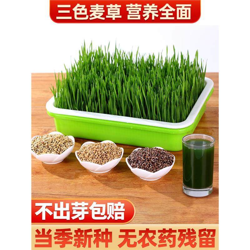 猫草籽小麦种子小麦草种大麦种黑麦苗水培芽苗菜薄荷草种盆栽种植,鲜花速递/花卉仿真/绿植园艺,家庭园艺种子,淘宝优惠券,粉丝福利购,淘宝优惠卷