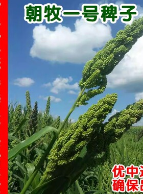 朝牧一号抗旱耐盐碱健宝雀叶稗养猪牛羊鹅水草水稗籽高产光头稗